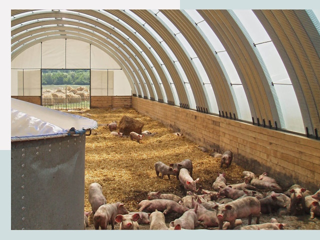 Строительство свинарников в Чебоксарах